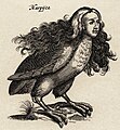 Harpyie (Mythologie) Matthius Merian