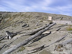 A forest of trees down, 23 years after the eruption