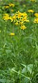 Packera plattensis (prairie groundsel)