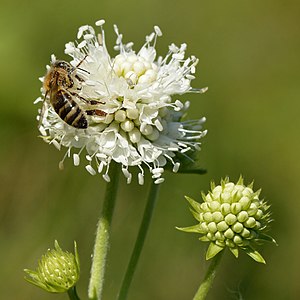 Succisa pratensis (Devil's-bit), with an Apis mellifera subsp. mellifera (German Honey Bee)