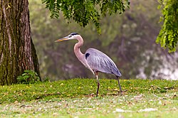 A great blue heron near South El Monte