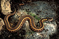 Image 10 Vipera dinniki Photograph: Benny Trapp Vipera dinniki is a species of venomous viper which can reach 48.6 cm (19.1 in) in length. First described by Alexander Nikolsky in 1913, V. dinniki is found in the highlands of Russia, Georgia, and Azerbaijan. More selected pictures