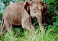 Borneo cüce fili, bazen ayrı bir tür olarak sınıflandırılır.