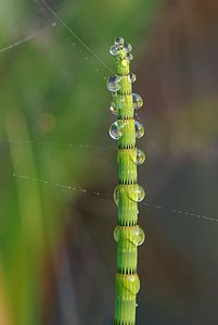 Equisetum fluviatile (Water Horsetail)