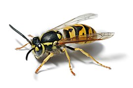 Vespula germanica