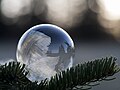 Thumbnail for File:Frozen soap bubble behind fir twigs (Unsplash BojuZpqw4zM).jpg