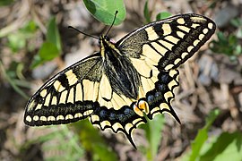 鳳蝶科的金鳳蝶 Papilio machaon