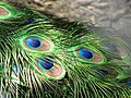 Image 48The brilliant iridescent colours of the peacock's tail feathers are created by Structural coloration. (from Animal coloration)