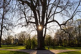 Platanus, Schlosspark Biebrich