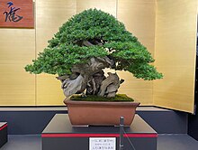 Bonsai, Kenshin Toge.jpg