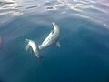 Long-beaked common dolphins nearby Isla de Plata