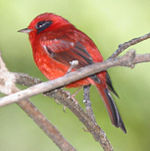 Ergaticus ruber melanauris Sinaloa, Mexique.