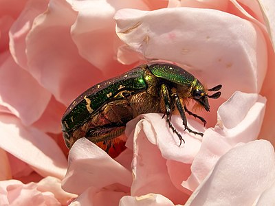 Cetonia aurata (Rose Chafer)