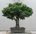 Japanese Zelkova