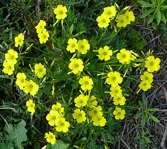 Oxalis pes-caprae, Israel