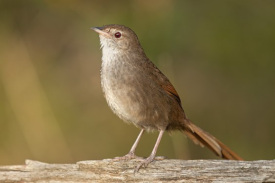 Eastern bristlebird (created and nominated by JJ Harrison)