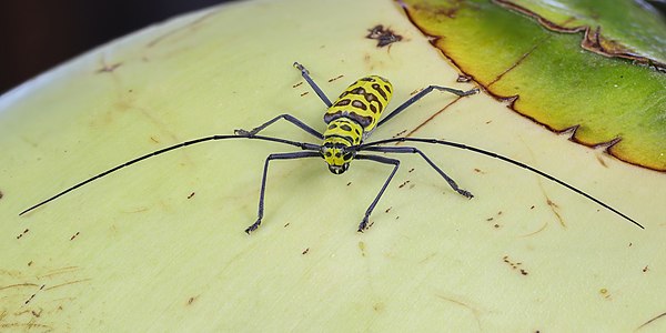 Gerania bosci bosci (longhorn beetle)