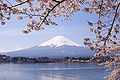 Image 30Mount Fuji and sakura (cherry blossoms) are national symbols of Japan. (from Culture of Japan)