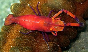 Periclimenes imperator, a symbiotic shrimp.