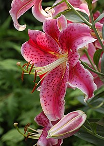 Lilium orientale