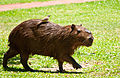 Carpincho en los Esteros del Iberá, Corrientes.