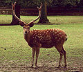 sika deer