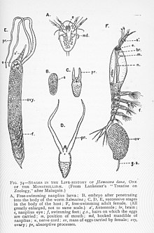 life history of Cymbasoma danae