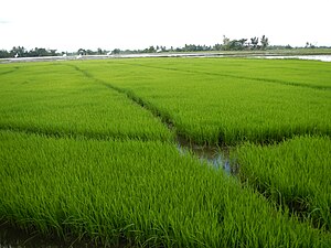 Rice paddies in Balagtas, Bulacan
