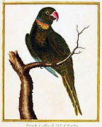 Illustration of a green parrot on a branch