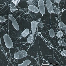 Thermophiles, such as Pyrolobus fumarii, survive well over 100 °C (212 °F).