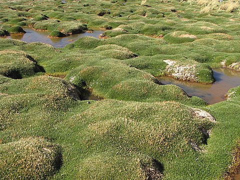 Laguna Santa Rosa bofedal