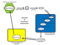 Life cycle of the digenean Bucephalus polymorphus