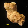 Epistreptophyllum, a scleractinian coral from the Matmor Formation (Middle Jurassic) of southern Israel.