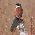 Image 2Senegal coucal bird. Credit: Charlesjsharp More about Senegal coucal...