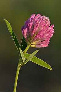 Trifolium medium - Niitvälja