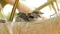 Nestlings, who have yet to hit their first juvenile molt