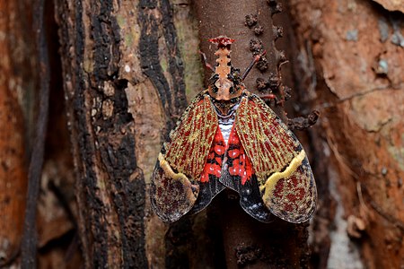 Phrictus quinquepartitus (Wart-headed Bug) on a Simarouba amara