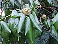 Hedera colchica se blare en blomme.