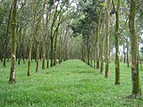 Extração de borracha natural na Malásia