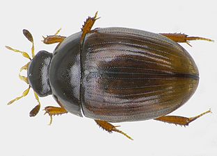 Cercyon lateralis