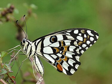 Papilio demoleus