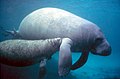 West Indian manatee