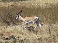 Soemmerring's gazelle