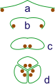 Image 2The evolution of syncarps. a: sporangia borne at tips of leaf b: Leaf curls up to protect sporangia c: leaf curls to form enclosed roll d: grouping of three rolls into a syncarp (from Evolutionary history of plants)