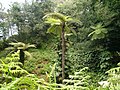 Baumfarne in Blendys Garden, Madeira