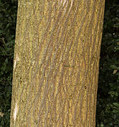 Texture of the trunk