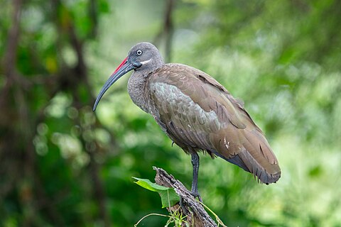 Hadada ibis (Bostrychia hagedash), Tarangire National Park, Tanzania