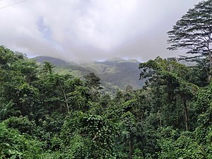 Regnskog i Morne Seychellois National Park på Mahé