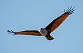 Image 56The Brahminy kite (Haliastur indus) is a medium-sized bird of prey in the family Accipitridae found in the Indian subcontinent, Southeast Asia and Australia. They are found mainly on the coast and in inland wetlands, where they feed on dead fish and other prey. Adults have a reddish-brown body plumage contrasting with their white head and breast which make them easy to distinguish from other birds of prey. The pictured specimen was photographed at Kuakata Eco-Park. Photo Credit: Md. Tareq Aziz Touhid