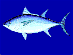 Thunnus maccoyii.